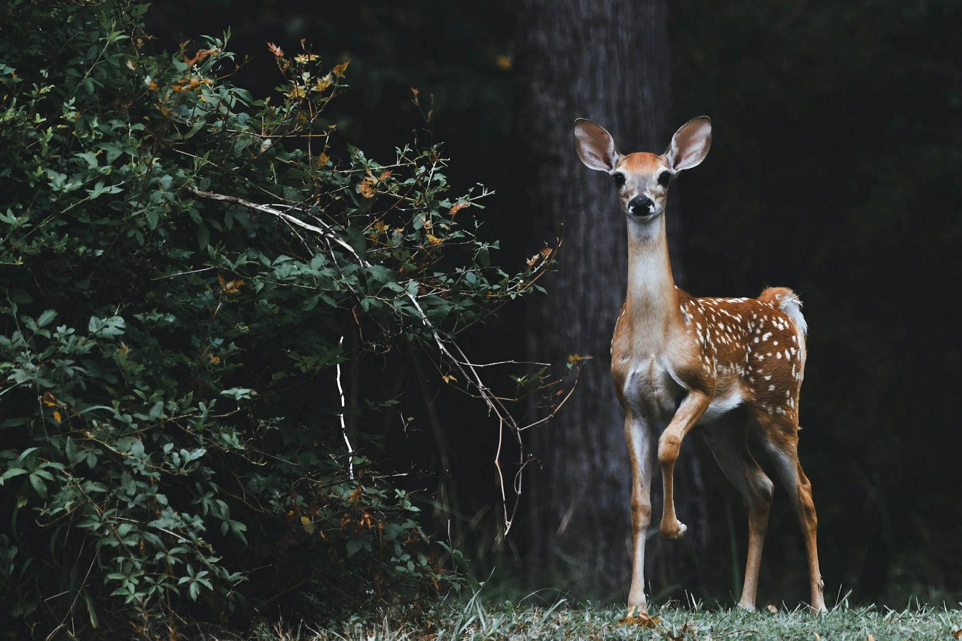 Google Lanceert SpeciesNet, Een Open-Source AI voor Identificatie van Wilde Dieren